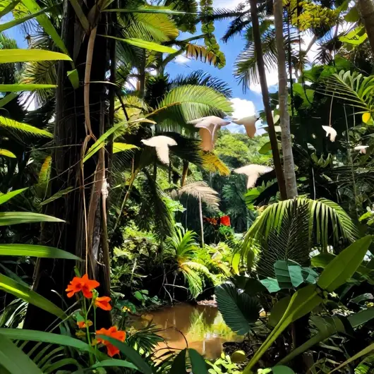 Descubra a Fauna e Flora Amazônica em Porto Velho