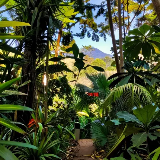 Descubra a Floresta
