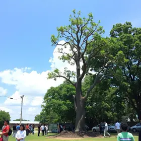 Prefeitura de Porto Velho celebra o Dia da Árvore Dia da Árvore